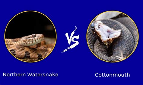 Northern Watersnake Vs Cottonmouth 6 Key Differences Imp World