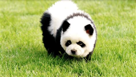 Panda Dogs 7 Dog Breeds That Look Like Pandas Dog Food Care