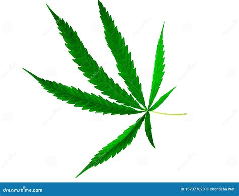 Green Medicinal Plant Cannabis Leaf Stock Image Image Of Herb Grow