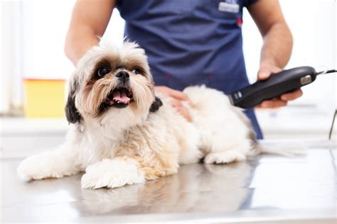 Pet groomers always use shampoo especially formulated for pets, including those specifically designed to remove odours from the hair and skin. Cat and Dog Grooming in Pewaukee, WI | Pewaukee Veterinary ...