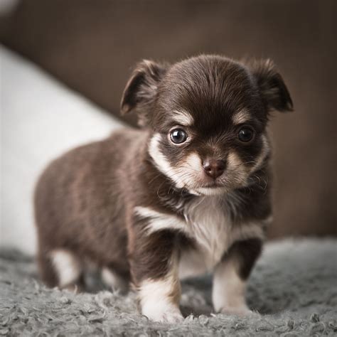 They are doing well with going potty outside with their mommy. Fantastic Information About the Maltese-Chihuahua Mix (Malchi)