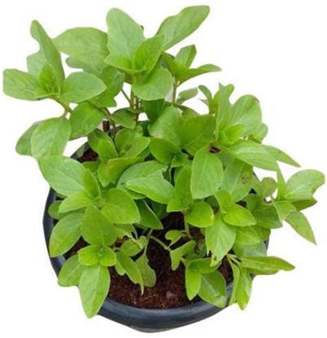 Infinite Green Kapoor Tulsi Plant Pack Of 1 At Rs 313 Pune Id 25929812930