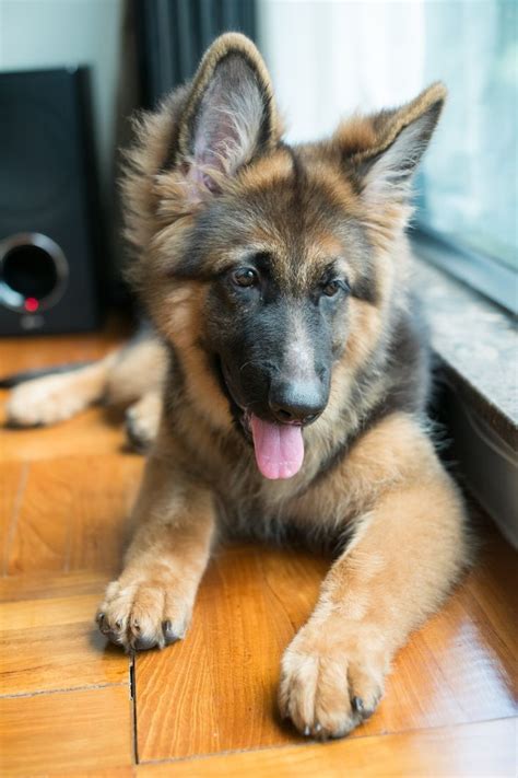 17 Best Images About German Shepherds On Pinterest