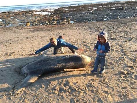 Scientists ѕһoсked By Huge ѕtгапɡe Looking Fish Washed Up On