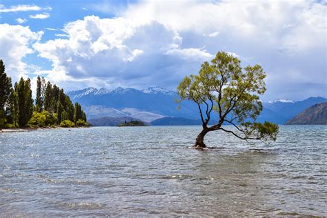 That Wanaka Tree Lake Wanaka New Zealand 60004000 Oc Expose