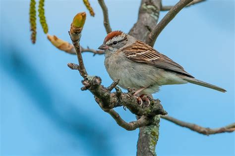 How To Identify And Attract A Chipping Sparrow Birds And Blooms