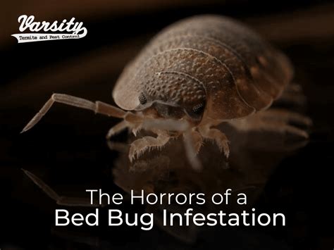 The Horrors Of A Bed Bug Infestation Varsity Termite And Pest Control