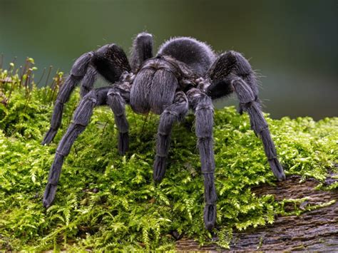 Brazilian Black Tarantula Facts Critterfacts