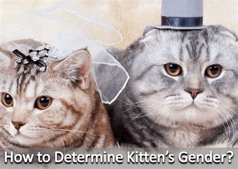 How To Tell Kitten Gender Petswall