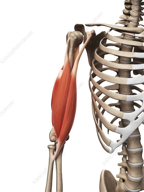 Human Arm Muscles Illustration Stock Image F0107212 Science
