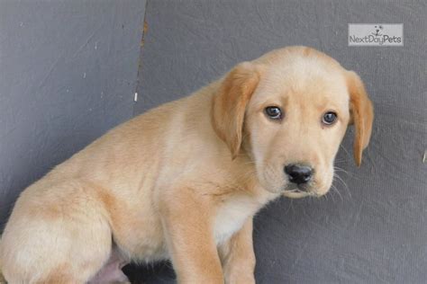 Male Yellow Lab Labrador Retriever Puppy For Sale Near Columbia Jeff
