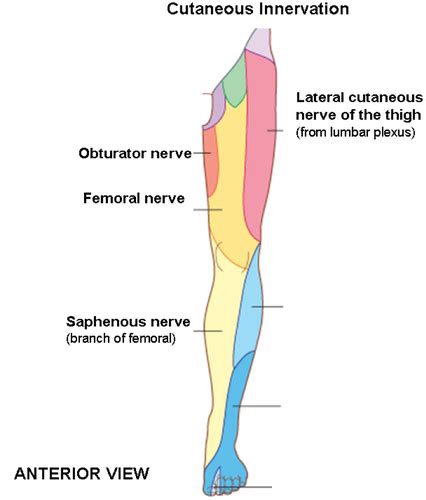 Anatomy Quiz 8 Lower Body Nerves Flashcards Quizlet