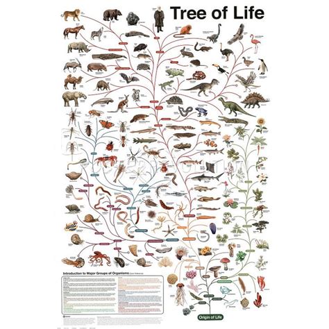 Tree Of Life Evolution Educational Chart Poster 24x36 Tree Of Life