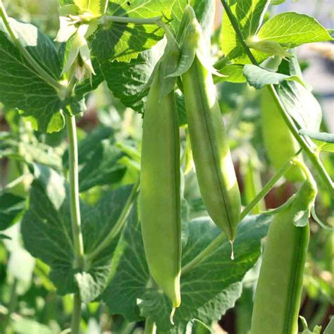 Oregon Giant Heirloom Sugar Pod Snow Pea Seeds Terroir Seeds