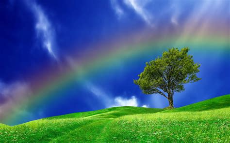 Rainbow Over Tree In Field Hd Wallpaper Background Image