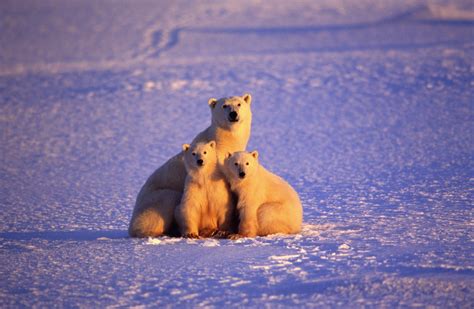 Los Osos Polares Se Cruzaron Con Sus Primos Prehistóricos Para Sobrevivir