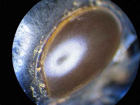 Compound Eye Of A Lubby Grasshopper Romalea Guttata Flickr Photo Sharing
