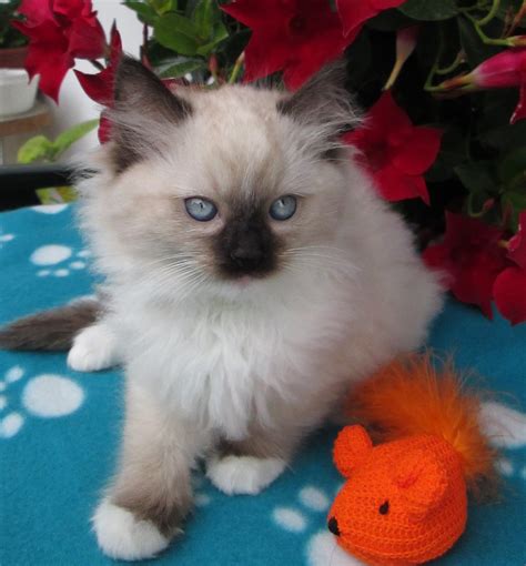 Tallulah Ragdoll Kitten Of The Month