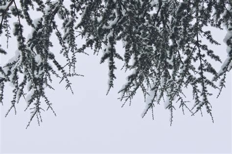 Free Images Tree Nature Grass Branch Cold Sky White Leaf