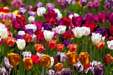 Wallpaper Tulips Flowers Colorful Different Sunny 1920x1280