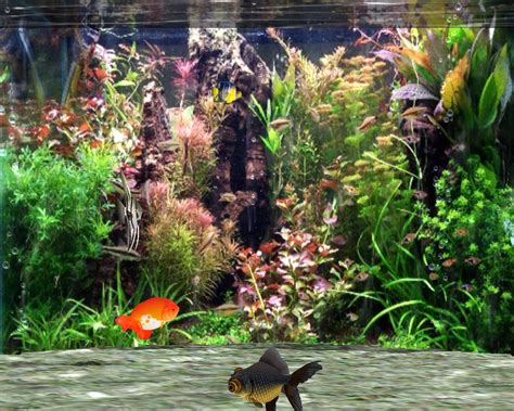 Fantastic 3d Fish Aquarium Gratis Download Von Heisede