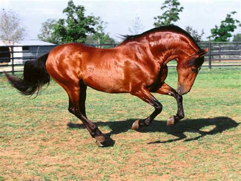 Razas De Caballos Las 10 Mejores Razas Del Mundo