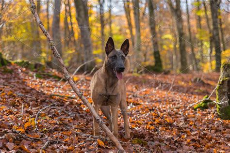 Belgian Malinois Dog In The Leaves High Quality Animal Stock Photos