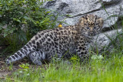 Two Rare Amur Leopards Born At Zoo