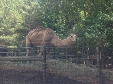 This drive through zoo is turning alot of heads and making alot of kids and adults. Harmony Park Safari - Huntsville, AL - Kid friendly ...
