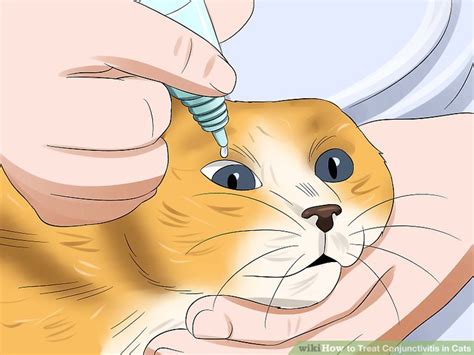 How To Treat Conjunctivitis In Cats 11 Steps With Pictures Wiki