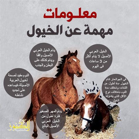 معلومات عن سباق الخيول
