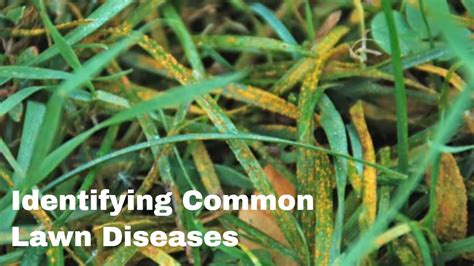 Identifying Common Diseases In Your Lawn Youtube