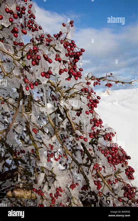 Hawthorn In Winter Hi Res Stock Photography And Images Alamy