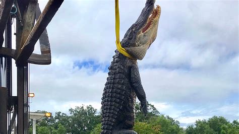 Alligator Hunting Season Pensacola Charter Catches 12 Foot Gator