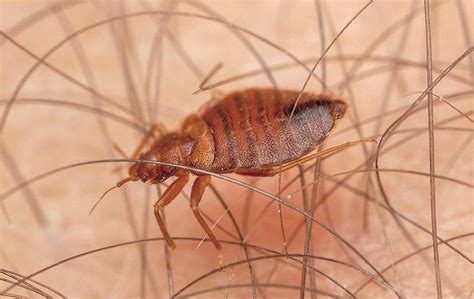 Blog Are Bed Bugs In Chester Dangerous