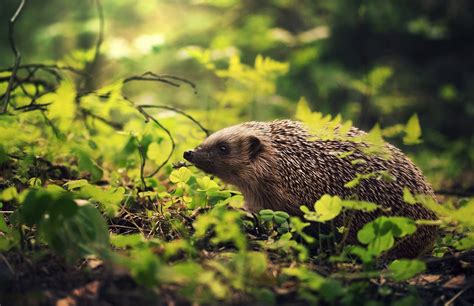hedgehog, Animals Wallpapers HD / Desktop and Mobile Backgrounds