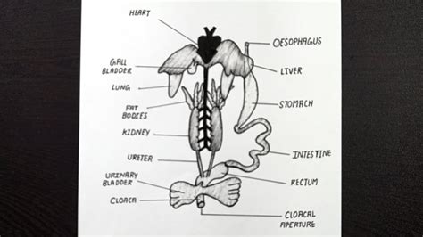 Diagram Of Internal Organs Of Frog Labelled Diagram Of Frog Class