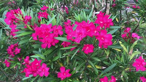 Plantazee Indian Farms Live Pink Kanernerium Oleander Flower Plant
