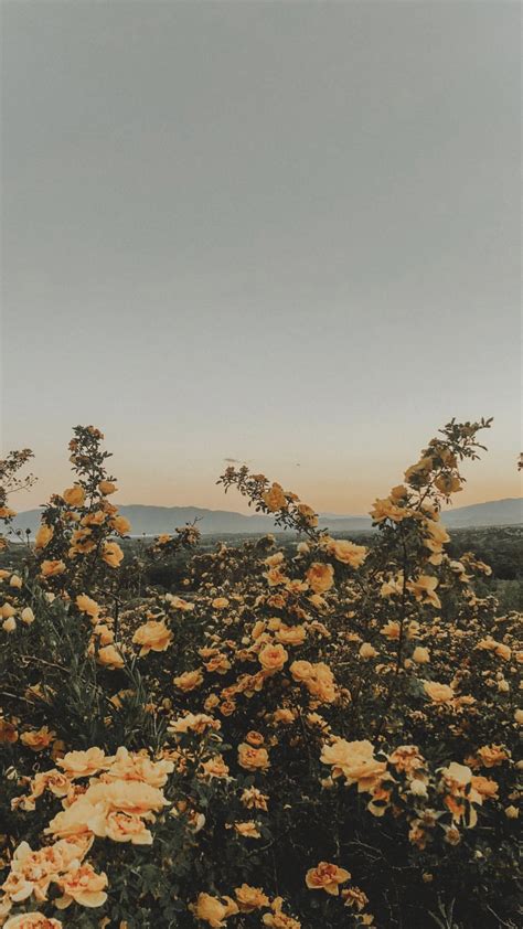 Callie ̈ Calliensmith Instagram Photos And Videos Yellow Flower