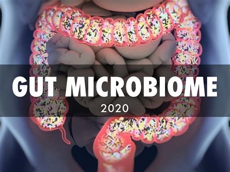 Gut Microbiome 2020 By Joe Lewis