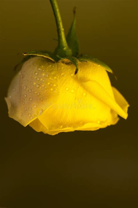 6925 Yellow Rose Water Drops Stock Photos Free And Royalty Free Stock
