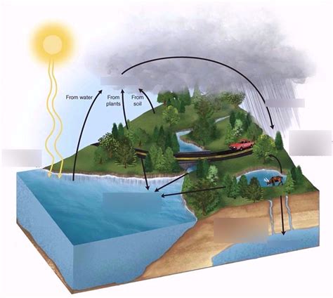 The Hydrologic Cycle Diagram Diagram Quizlet