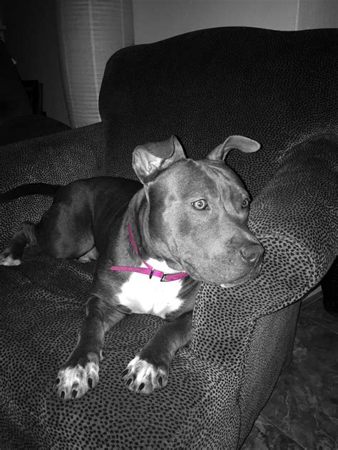 Maybe you would like to learn more about one of these? Blue Nose Pitbull Puppies For Sale Near Me Craigslist Michigan