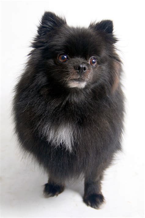 Pomchi Puppies Black And White