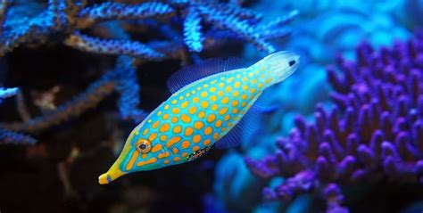 5 Best Tropical Fish For Advanced Aquarists Fishkeeping Advice