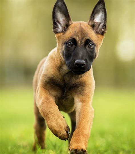 Características Da Raça Pastor Belga Malinois Pastor Belga Malinois