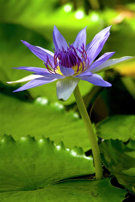 Blue Water Lily Photograph By Carole Lloyd Fine Art America