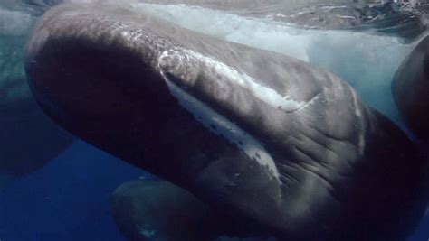 Filming The Birth Of A Sperm Whale Baby Britannica