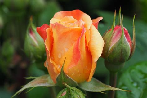 Rose Bud Rosebud Free Photo On Pixabay
