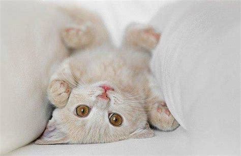 Duygusal Hafifletmek Burs Tatlı Kedi Fotoğrafları